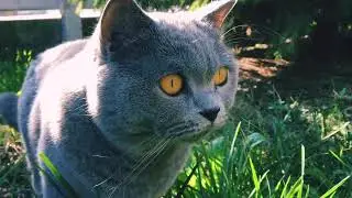 Как пасти котов