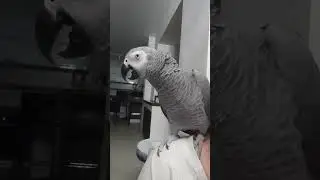 С Новым годом,дорогие подписчики!!! Будьте счастливы!!!
