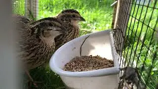 Collecting Quail eggs, Feeding Time and natural sunlight for healthy birds