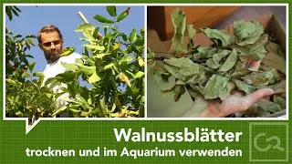 Nussbaumblätter trocknen – Vorbereitung zur Verwendung im Aquarium