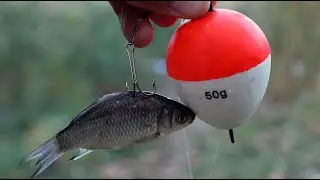 Fishing with live bait, there are a lot of predatory fish here, pike and pike perch