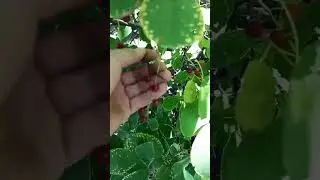 Волчьи ягоды