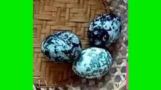 К Пасхе. Что будет, если подержать вареные яйца в чае каркаде