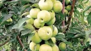 Киля ява бер болыт