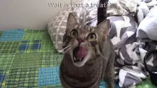 Ocelot's Warrior Cats Vlog