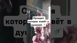 Красавица Орхидея Фаленопсис #plants #garden #растения #цветы #цветы #flowers #gardening #nature