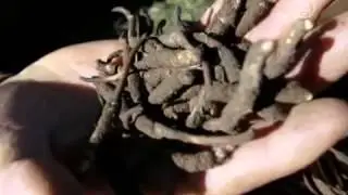 Кордицепс-панацея от всех болезней