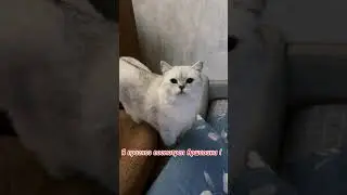 Обсуждаем с 🐈 матч Португалия 🇵🇹 Франция 🇫🇷 Евро-2024