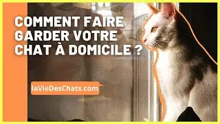 Faire garder votre chat à domicile