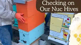 BEEKEEPING LIFE | CHECKING THE STATUS OF OUR NUC HIVE