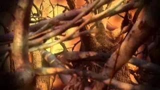 AMYGDALA - TRAILER