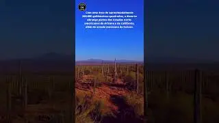 deserto de sonora #shorts #desertodesonora #desiertodesonora #sonorandesert