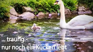 Zeller Schwanenweiher - ein Küken fehlt
