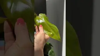 Help! I Don’t Want to Chop My Overgrown Philodendron Red Emerald 😭🙏 