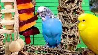 happy budgie sounds