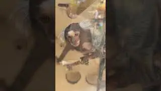 🤩 так и хочется обзавестись дома чем то экзотическим )))