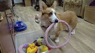 Вельш-корги кардиган. Ника собирает свои игрушки )))