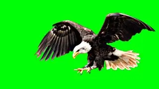 Eagle Green Screen || Eagle Flying Green Screen Template || 