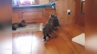 Cats0