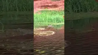 Уточки в реке Оредеж 🥰🦆