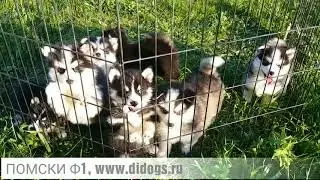 Щенки ПОМСКИ Ф1, продаются! Didogs.ru