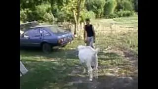 Верхом на козле