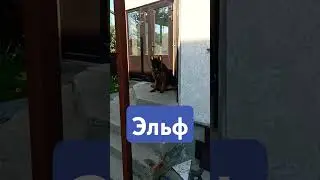 #тимасветлогорских