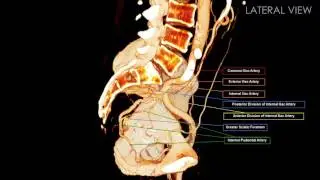 BodyViz explores the Internal Pudendal Artery