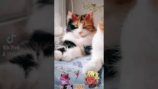 Cat всем привет 