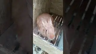 Вредная Рамина 