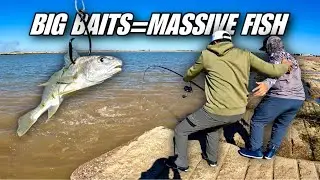 This is Why I Use HUGE Baits at The JETTY! Bullred Run