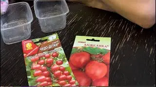 Вот такие помидорные дела!