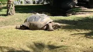 Australia Zoo Aldabra Tortoise 🐢