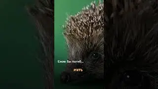 Спасли ежа в -30 градусов мороза 