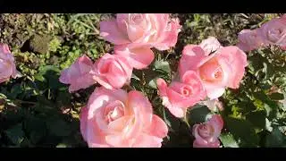 EDROSES/Троянда 🌹  Еппл Блоссом (Apple Blossom) , Burbank, США, 1932. Гібрид Multiflora, плетиста.