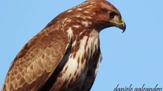 AQUILA POIANA | NIKON COOLPIX P900 | Fotografare i rapaci | bird-watching
