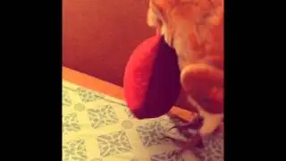 Сова Фидель! Сипуха! Не отдает подушку!