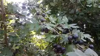 Иса Багавов