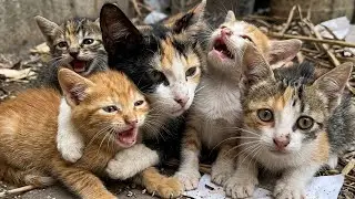 My heart broke at the sight of these little kittens wandering hungry in the street.