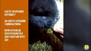 Едят ли кролики картошку