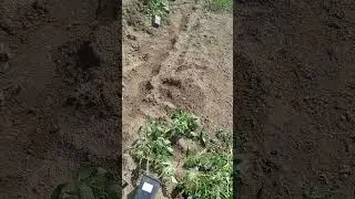 Садим помидоры