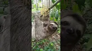 A surpreendente eficiência do bicho preguiça, mesmo sendo tão lento #shorts