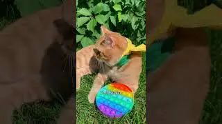 Почему кошки любят лежать на солнце ☀️ звук @kissamia 