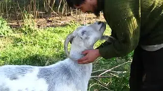 Новая козочка в стаде / Уход за козами