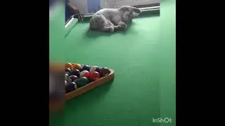 Мой кот...😂