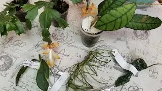 ХОЙИ. Долгожданная посылка, распаковка.