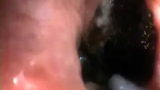Ням-ням www.endovet.tv