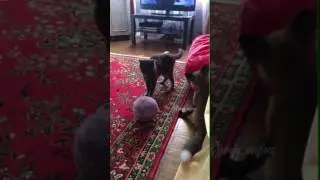 Лис Диего хочет подружиться с кошкой