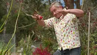 How to Prune Waratahs with Angus Stewart