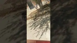 Pollo caníbal